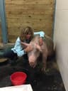 Spring Farm Sanctuary