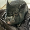 @frankietherescuepig profile image