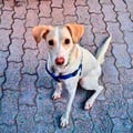 thedronewhisperer @thedronewhisperer profile image