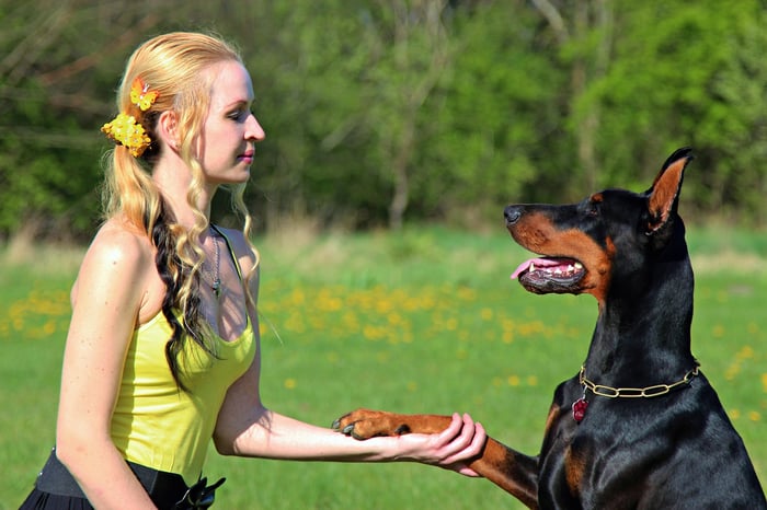 shake paw doberman pinscher