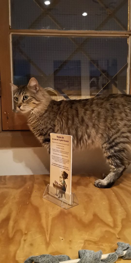 photo of La Casa De La Gata Horacia Gato jazz shared by @frufru on  13 Jun 2019 - review