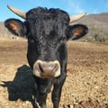 alessandramigliorini @alessandramigliorini profile image