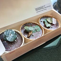 Róa