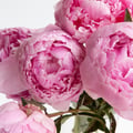 sofiaaa96 @sofiaaa96 profile image