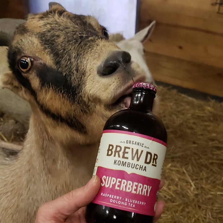 photo of Brew Dr. Kombucha Superberry shared by @ambularfortheanimals on  28 Oct 2020 - review