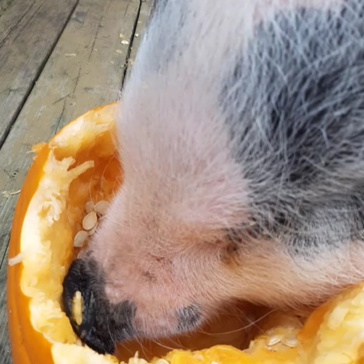 photo shared by @iamveganpig on  21 Sep 2022 - post