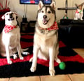 doggymom @doggymom profile image