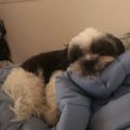 @scam0606 profile image