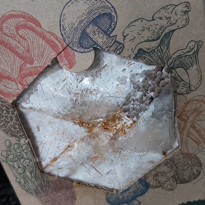 review photo of Hijos del Fungo Kit de cultivo Girgolas Azules shared by @deniseroales on 03 Jan 2022 - review