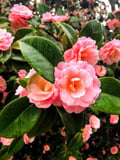 libertyforearthlings @libertyforearthlings profile image