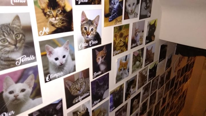 review photo of La Casa De La Gata Horacia Gato jazz shared by @frufru on 13 Jun 2019 - review
