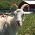 vegan4thecritters @vegan4thecritters profile image