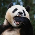 bjornopanda @bjornopanda profile image