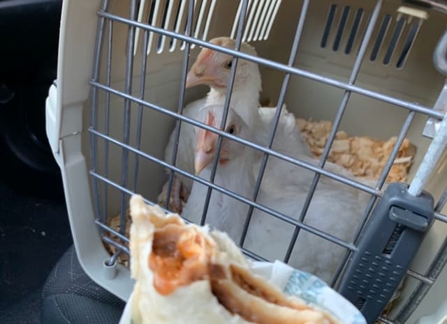 Foto do prato “Bean Burrito”