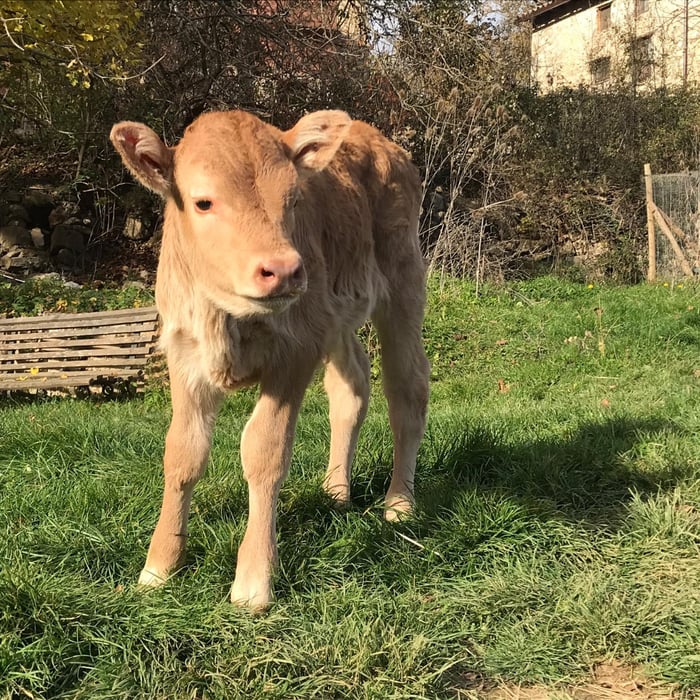 Brown calf