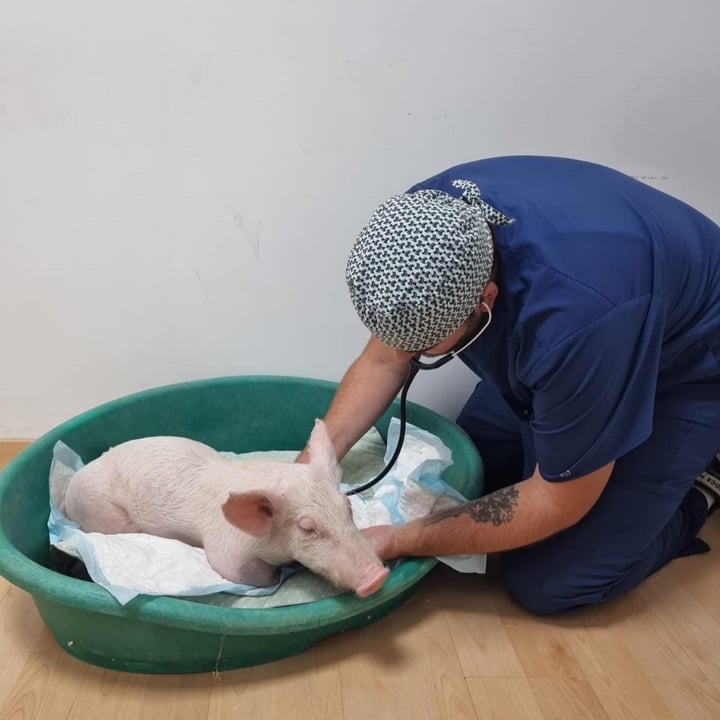 review photo shared by @santuariovegan on 18 Aug 2022 - post