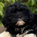 daliborges @daliborges profile image