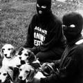 haztevegan @haztevegan profile image