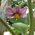 solcito11 @solcito11 profile image