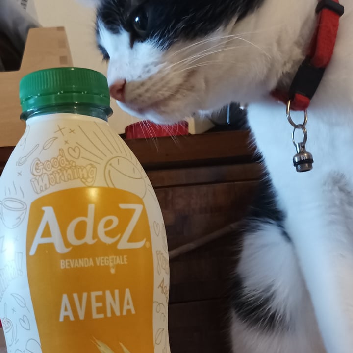 review photo of AdeZ Bevanda avena shared by @cricchi on 19 May 2022 - review