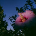 marthavanpelt @marthavanpelt profile image