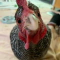 veghen @veghen profile image
