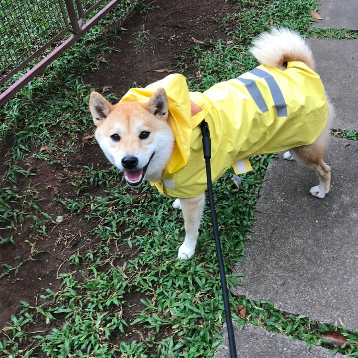 photo of Ben Dog Condicionador para cães shared by @sakuratheshibainu on  27 Apr 2022 - review