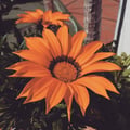 flor-camilo @flor-camilo profile image