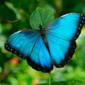 naturalbrazil @naturalbrazil profile image
