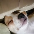 fechis @fechis profile image