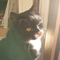 gattopachanga1 @gattopachanga1 profile image
