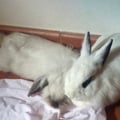 violatopvegetarian @violatopvegetarian profile image
