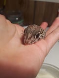 @caffienatedplants profile image