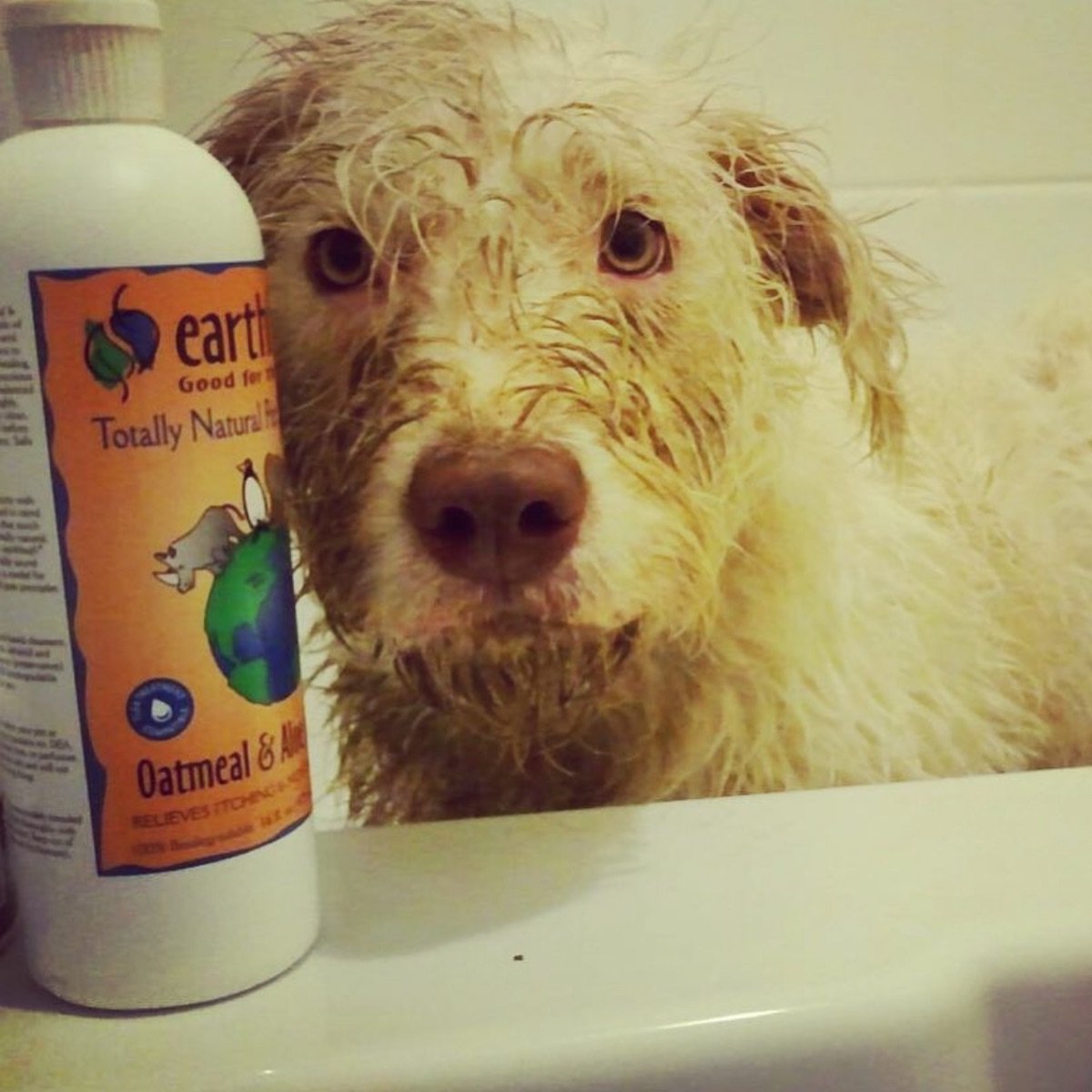 Earthbath Natural Pet Shampoo Reviews abillion