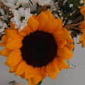 flafo @flafo profile image