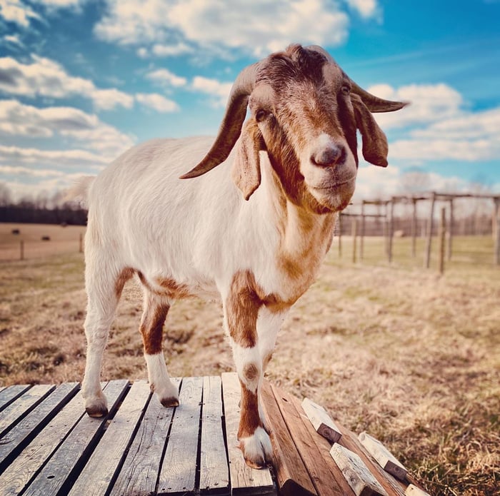 goat smiling