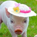 happyanimals @happyanimals profile image