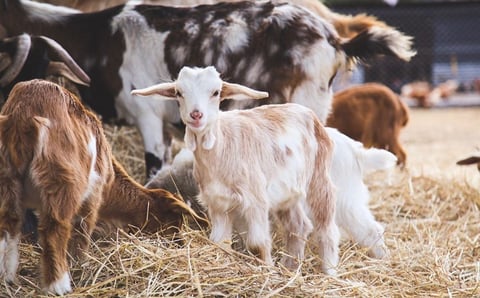 Our Animal Sanctuary Partner from Argentina got featured in Major Newspapers and More Stories!