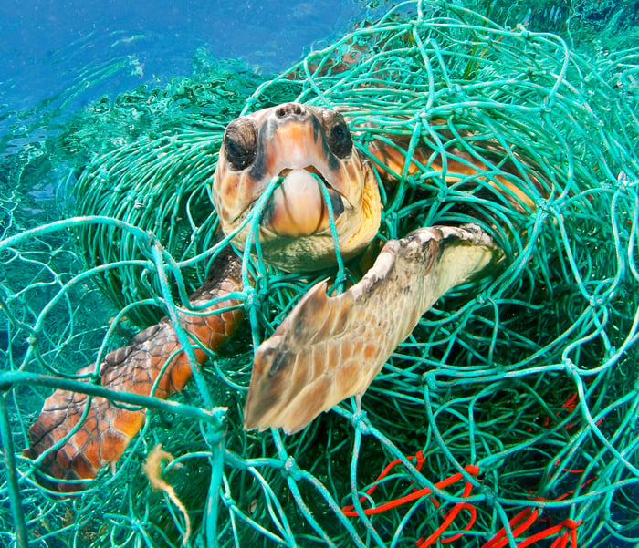 Sea Turtle and Fishing Net