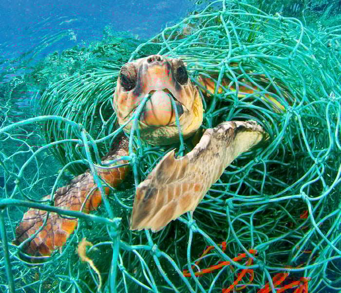 Sea Turtle and Fishing Net