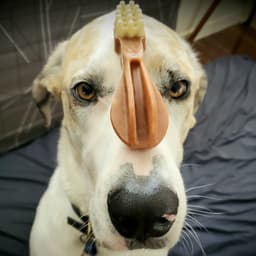 Whimzees
