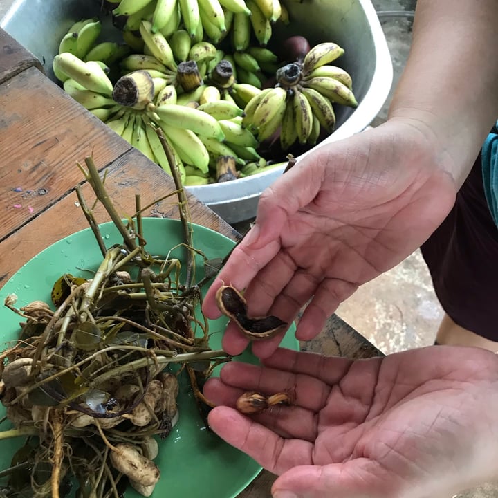photo of Ground-Up Initiative Organic bananas shared by @opheeeliaaa on  29 Nov 2020 - review
