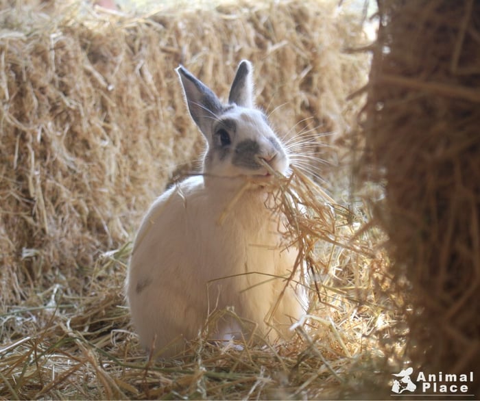 cute rabbit