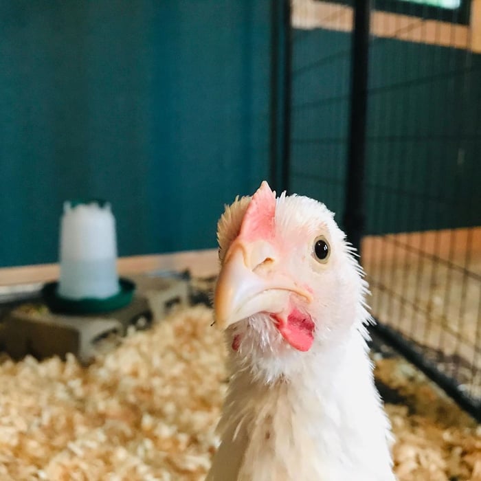 startled chicken