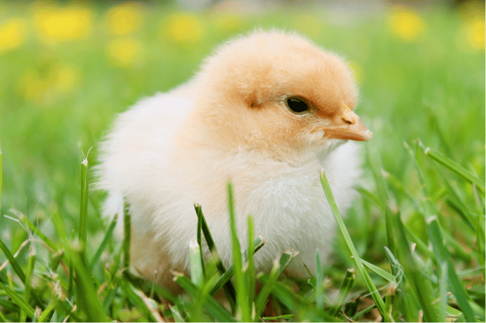 Cute chick needs our help