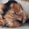 serenasofia @serenasofia profile image