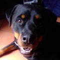 vivsaintselliott @vivsaintselliott profile image