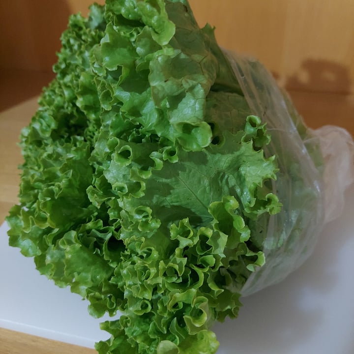 review photo of alface Alface Crespa shared by @rickkan on 29 Jun 2022 - review