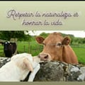 lauragvegan @lauragvegan profile image