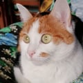nrae @nrae profile image